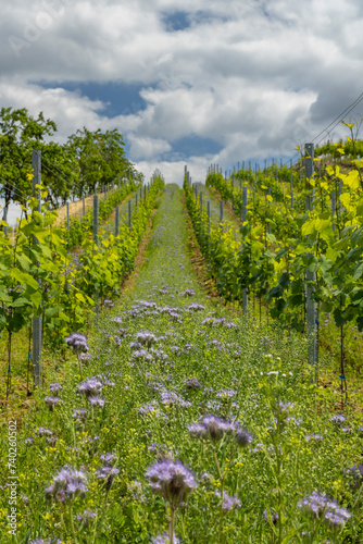 Vineyards with flovers near Cejkovice, Southern Moravia, Czech Republic photo