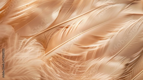 Abstract wallpaper composed of feathers up close