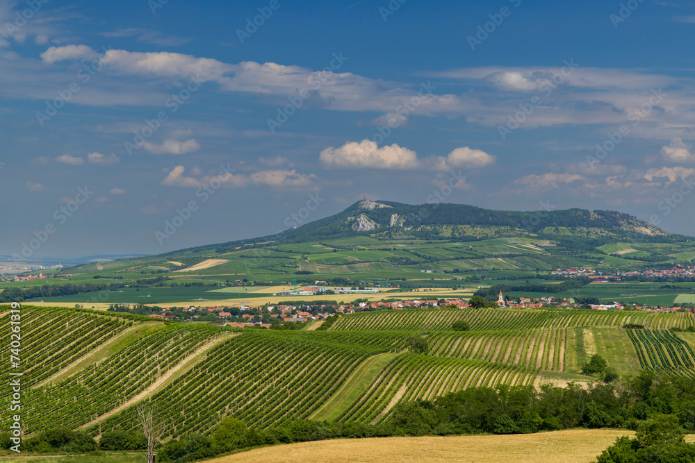 Obraz premium Vineyards under Palava, Southern Moravia, Czech Republic
