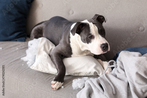 Naughty Staffordshire Terrier with torn pillow lying on sofa at home