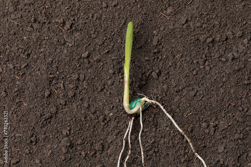 Closeup of corn seed sprouting, germination in soil of cornfield. Agriculture, agronomy and farming concept. photo