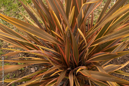 Botany. Closeup view of Phormium tenax, also known as New Zealand flax, colorful leaves.