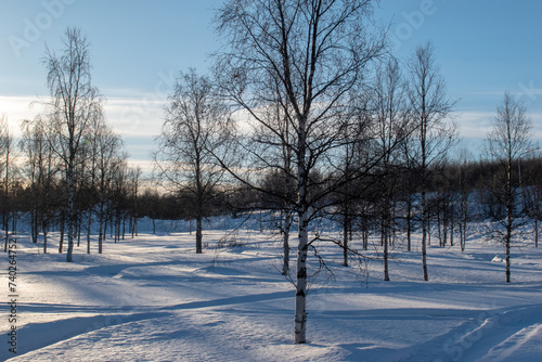 Winter landscape, nature reserve, laponian area, laponia, Norrbotten, Lapland, Sweden photo