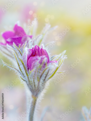 Pulsatilla vulgaris, Pasque flower, beautiful spring flowers, , purple plant macro, dream grass