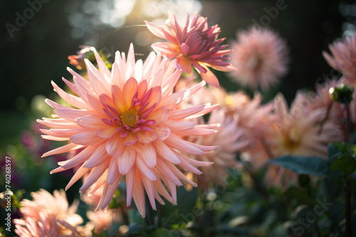 Blooming dahlia flowers in the garden. Color of the year 2024  peach fuzz color  blur  selective focus  bokeh