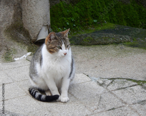 A pretty cat posing on the street