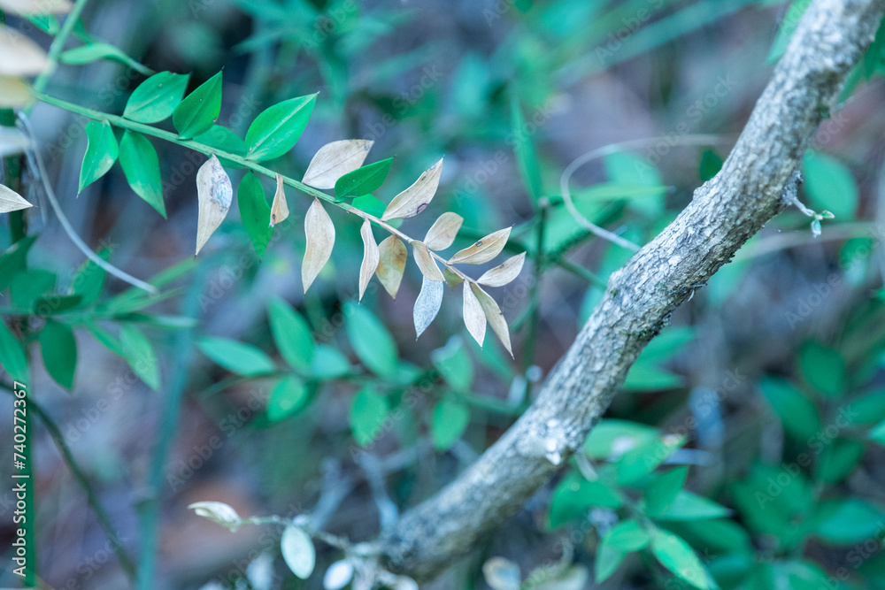 This photo showcases a close-up of vibrant green leaves against a blurred background, highlighting their natural beauty and creating a serene and captivating visual. This photo showcases a close-up of vibrant green leaves against a blurred background, highlighting their natural beauty and creating a serene and captivating visual.
