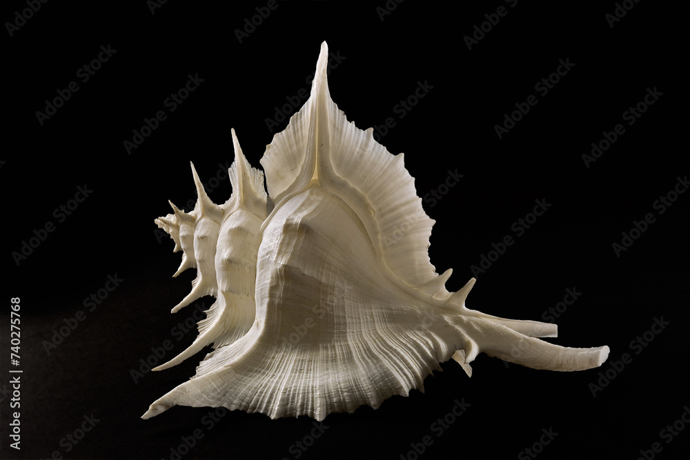 seashell isolated on black background, Murex (Siratus) alabaster. Giappone. seashell isolated on black background, Murex (Siratus) alabaster. Giappone.