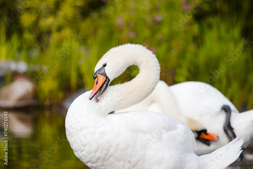 swan with pure white delicate plumage