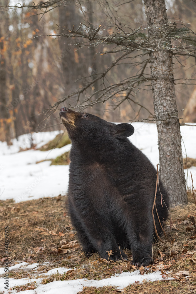 Black Bear (Ursus americanus) Points Nose Up To Left Sitting By Tree Winter