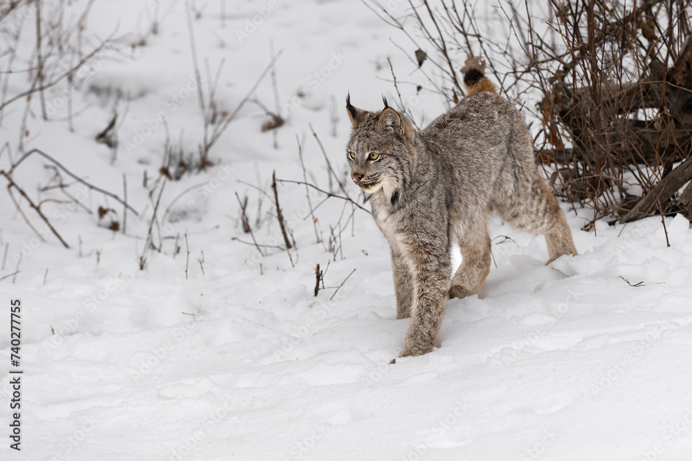 Canadian Lynx (Lynx canadensis) Stretches Out Back Leg Winter