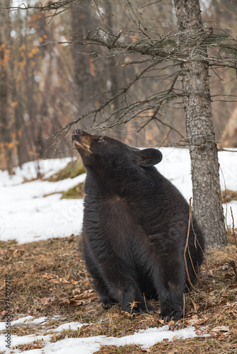 Obraz na płótnie Black Bear (Ursus americanus) Points Nose Up To Left Sitting By Tree Winter w salonie