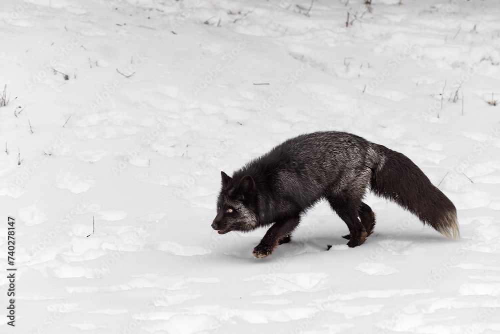 Silver Fox (Vulpes vulpes) Steps Left Nose Down Winter