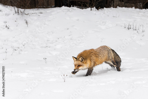 Obraz na płótnie Red Fox (Vulpes vulpes) Runs Left Paw Up Winter w salonie