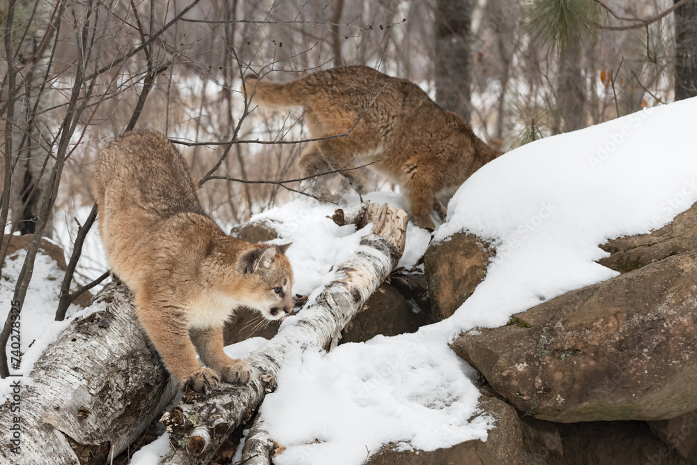 Cougars (Puma concolor) Climbing on Rocks and Branches Winter