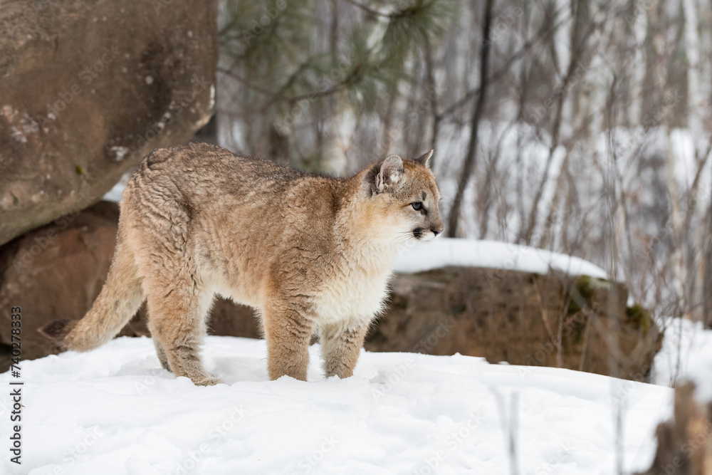 Cougar (Puma concolor) Stands in Snow Looking Right Winter