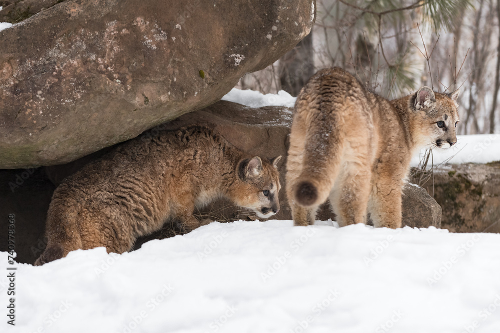 Cougars (Puma concolor) Together at Den Looking Right Winter