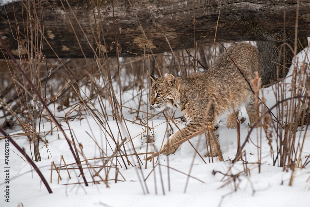 Bobcat (Lynx rufus) Makes Move To Step Left From Under Log Winter