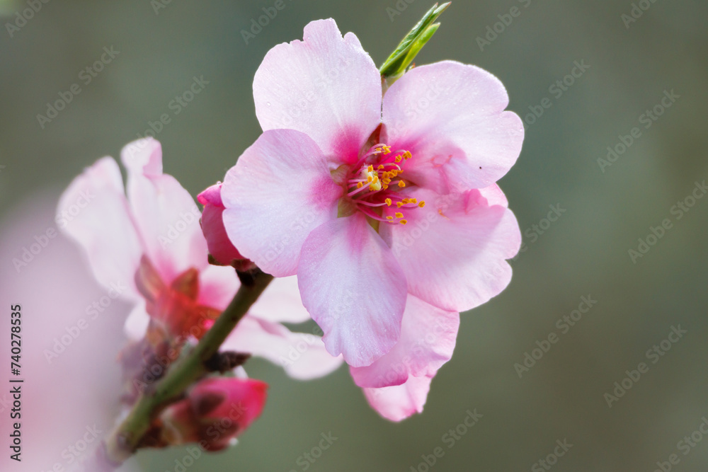 Fototapeta premium Primer plano de flor de almendro en invierno, Lorcha, España
