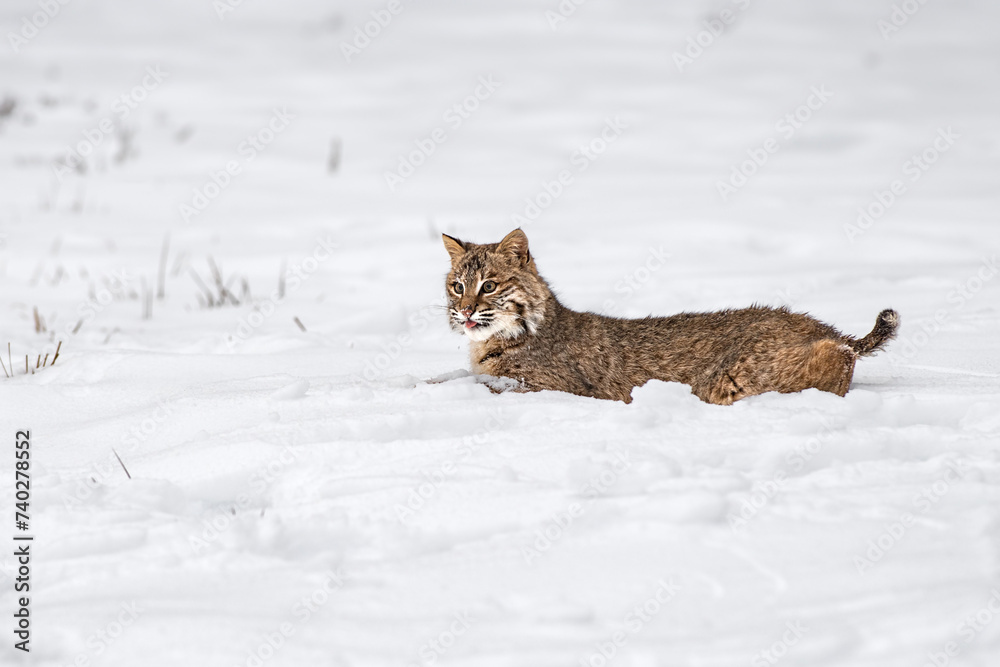 Bobcat (Lynx rufus) Lays in Snow Tongue Poked Out Winter