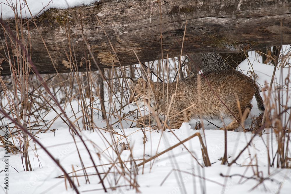 Bobcat (Lynx rufus) Creeps Left Under Log and Behind Winds Winter