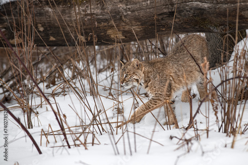 Obraz na płótnie Bobcat (Lynx rufus) Makes Move To Step Left From Under Log Winter w salonie
