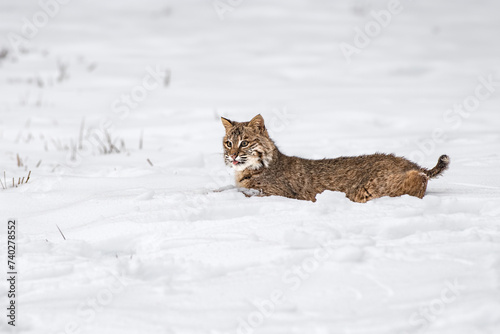 Obraz na płótnie Bobcat (Lynx rufus) Lays in Snow Tongue Poked Out Winter w salonie