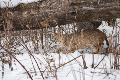 Obraz na płótnie Bobcat (Lynx rufus) Creeps Left Under Log and Behind Winds Winter w salonie