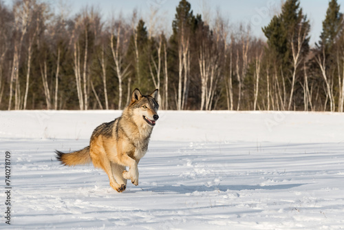 Grey Wolf (Canis lupus) Runs Right in Field Ears Up Mouth Open Winter