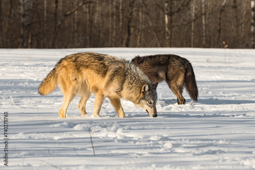 Grey Wolf (Canis lupus) and Black-Phase Wolf Sniff Snow Side by Side Winter