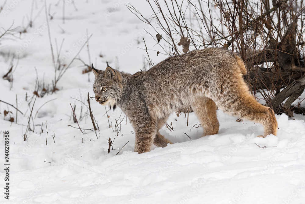 Canadian Lynx (Lynx canadensis) Walks Left Tongue Poked Out Winter