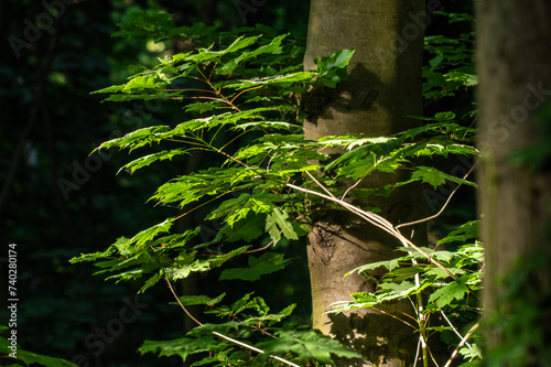 młode drzewko w ciemnym lesie  © Henryk Niestrój