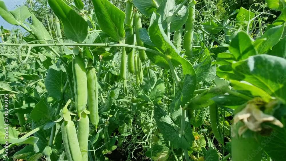 In summer, green peas grow in the field. Pods Close-up. Agriculture. In summer, green peas grow in the field. Pods Close-up. Agriculture.