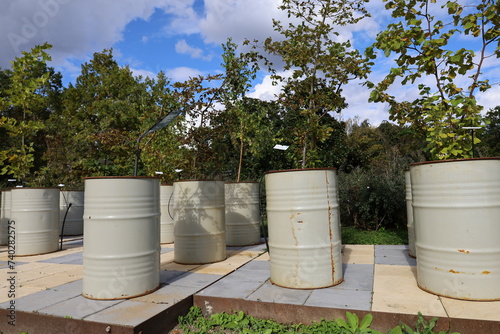 permaculture technique of growing vegetables inside recycled oil barrels