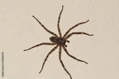 African spider on the wall