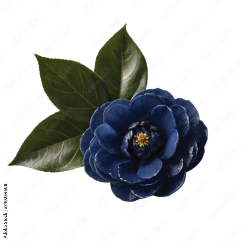 Obraz premium Indigo color Camellia flower isolated on white background