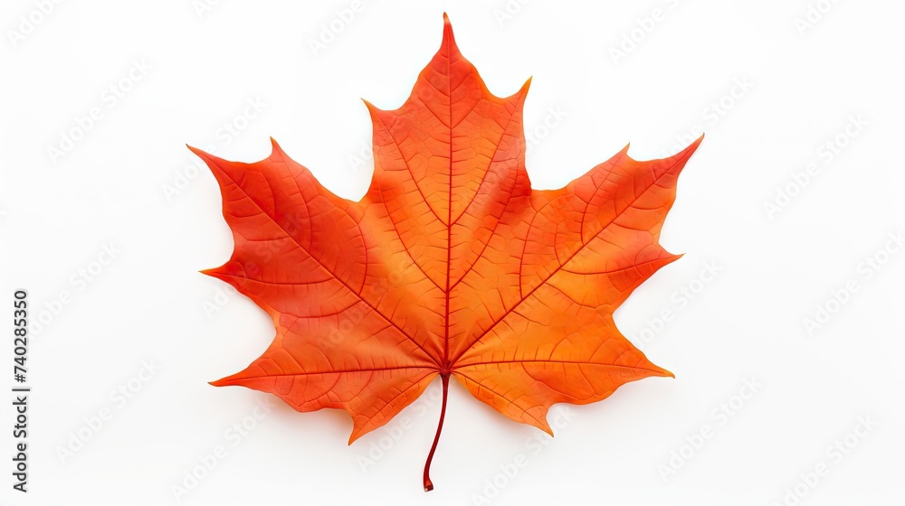 Vibrant Red Maple Leaf Captured in Isolation Against a Clean White Background