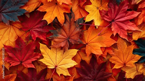 Vibrant Fall Foliage: A Collection of Assorted Colorful Maple Leaves in Autumn