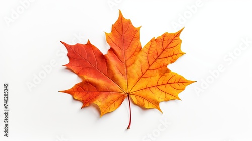 Vibrant Autumn Maple Leaf Brightly Stands Out Against a Clean White Background © StockKing