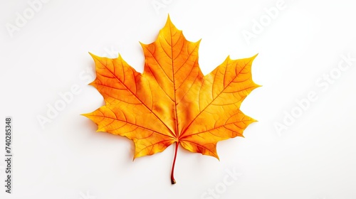 Vibrant Maple Leaf Symbolizing Autumn Tranquility and Nature's Beauty