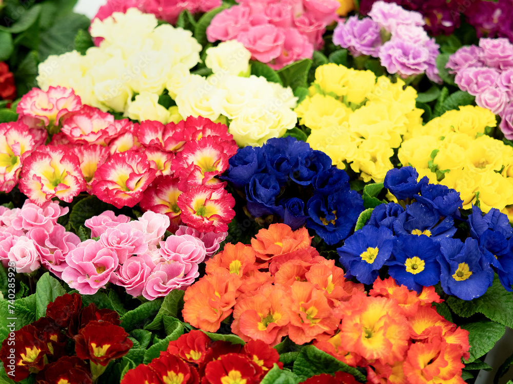 プリムラ・ポリアンサの花苗 プリムラ・ポリアンサの花苗