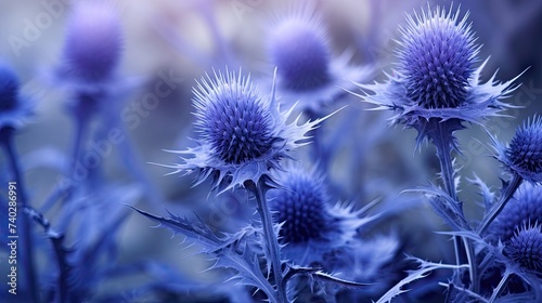 Enchanting Blue Thistle Flowers Delicately Blooming in a Serene Garden Setting
