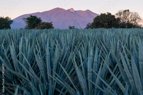 Agave tequila plant - Blue agave landscape fields in Jalisco, Mexico