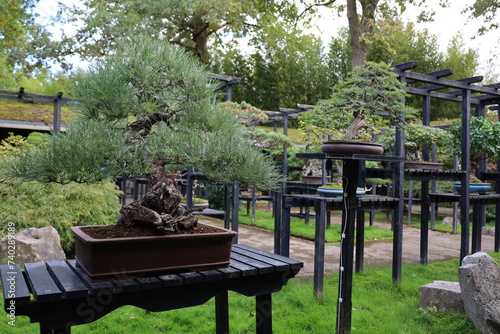 bonzaï trees collection in Vincennes garden ,botanical exhibition