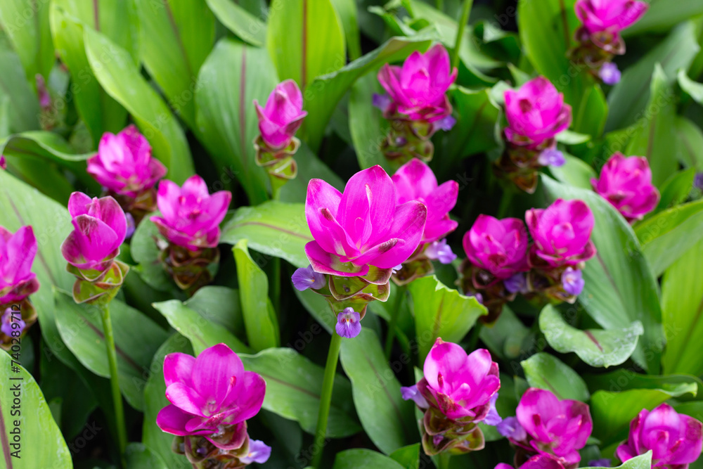 Pink flower of curcuma sessilis gage plant Pink flower of curcuma sessilis gage plant