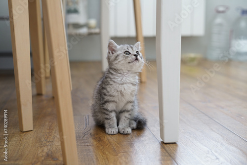 A small grey kitten is sitting on the floor under the kitchen table and looking up. place for the text