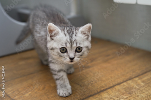 A little grey kitten is walking forward in the kitchen. close-up. place for the text