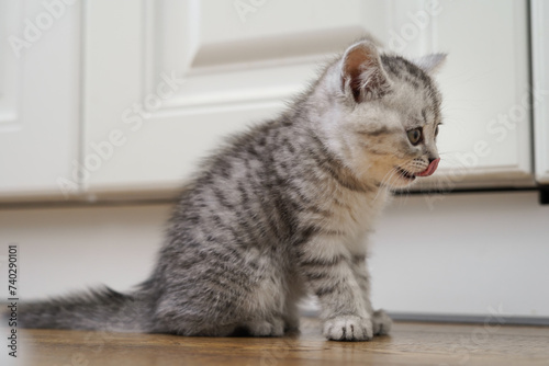A small gray kitten is sitting on the floor near a white closet licking his lips.