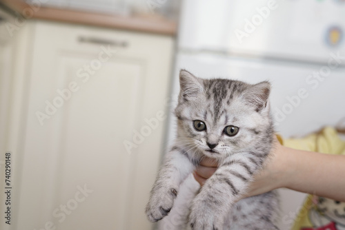 The hands of a little girl holding a small gray striped kitten in the kitchen, close-up