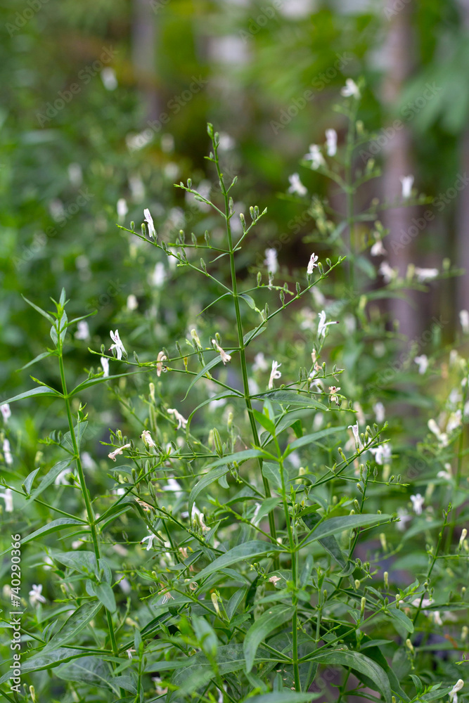 Andrographis paniculata plant in the garden Andrographis paniculata plant in the garden